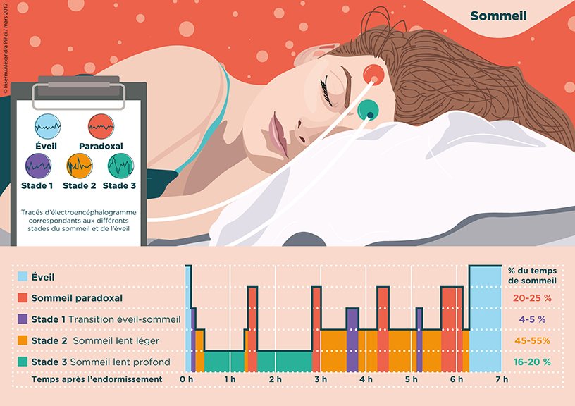 graphique cycles du sommeil